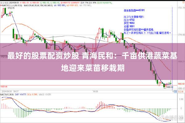 最好的股票配资炒股 青海民和：千亩供港蔬菜基地迎来菜苗移栽期